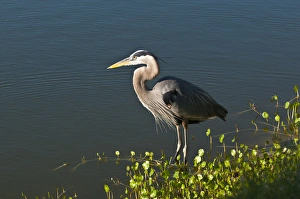 Images Dated 23rd March 2011: North America, USA, Florida, Venice, Great Blue Heron hunting at shoreline