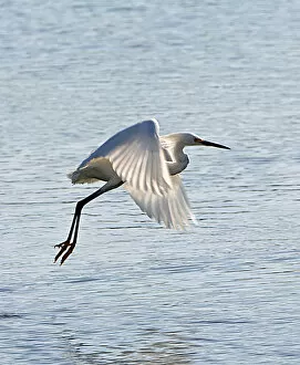 Images Dated 19th March 2007: North America, USA, Florida, Venice, Snowy Egret Flying
