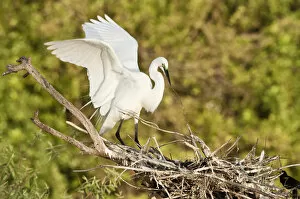 Images Dated 28th March 2007: North America, USA, Florida, Venice, Audubon Sanctuary, Common Egret wings open perched