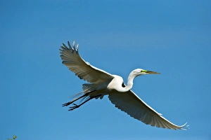 Images Dated 25th March 2009: North America, USA, Florida, Venice, Audubon Sanctuary, Common Egret Flying