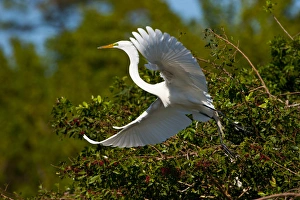 Images Dated 25th March 2009: North America, USA, Florida, Venice, Audubon Sanctuary, Common Egret Flying