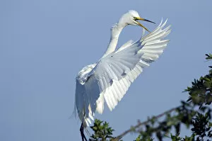 Images Dated 29th March 2007: North America, USA, Florida, Venice, Audubon Sanctuary, Common Egret Flying and calling
