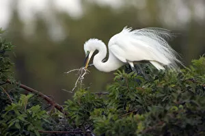 Images Dated 29th March 2007: North America, USA, Florida, Venice, Audubon Sanctuary, Common Egret placeing Nesting