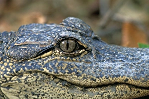 Cumberland Prints: North America, USA, Georgia, Cumberland Island. Young American Alligator