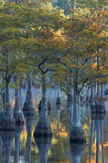 North America, USA, Georgia, George L. Smith State Park, Pond Cyprus (Taxodium ascendens)