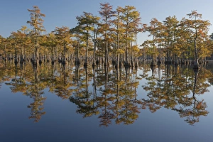 North America, USA, Georgia, George L. Smith State Park, Pond Cyprus (Taxodium ascendens)