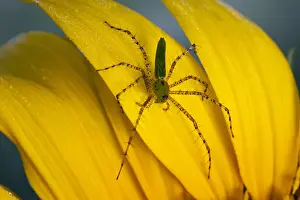 Spider Prints: North America, USA, Georgia. Lynx spider on sunflower petals