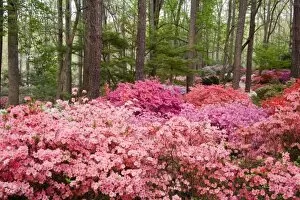 Images Dated 29th March 2007: North America, USA, Georgia, Pine Mountain. A forest of azaleas and rhododendrons