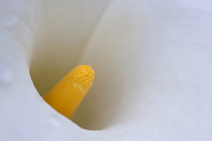 Images Dated 10th May 2012: North America, USA, Georgia; Savannah; Close up of a Calla lily
