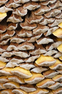 Images Dated 23rd May 2012: North America, USA, Georgia; Savannah; Close up of cone on a sago palm