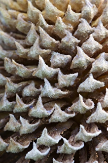 Images Dated 23rd May 2012: North America, USA, Georgia; Savannah; Close up of cone on a sago palm