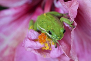 Images Dated 29th March 2012: North America, USA, Georgia; Savannah; Green frog on a hibiscus fbloom
