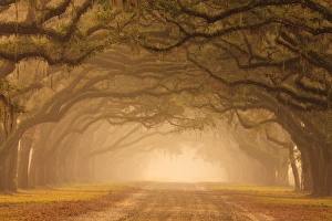 Prints of Usa, Georgia, Savannah, mile long Historic driving at Wormsloe Plantation in the fog Images Dated 2016 December: North America; USA; Georgia; Savannah; Mile long Historic drive at Wormsloe Plantaion