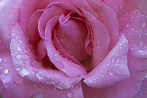Images Dated 10th May 2012: North America, USA, Georgia; Savannah; Rose with dew drops
