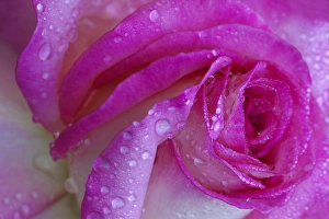 Images Dated 10th May 2012: North America, USA, Georgia; Savannah; Rose with dew drops