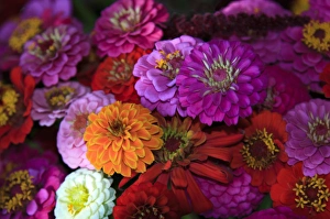 North America, USA, Georgia; Savannah; Zinnias at a farmers market in Savannah
