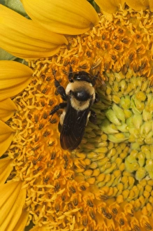 Images Dated 19th July 2010: North America, USA, Georgia. Sunflower with bee