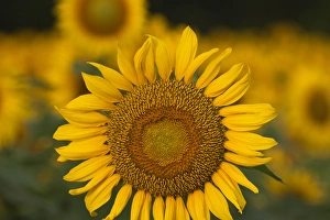 Images Dated 19th July 2010: North America, USA, Georgia. Sunflowers in the summer