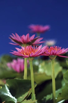 Images Dated 4th March 2008: North America, USA, Hawaii. Flower details