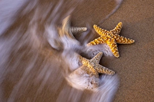 Images Dated 9th January 2010: North America, USA, Hawaii, Maui. Assortment of sand dollars on a beach in Maui