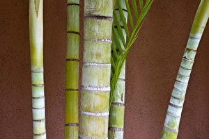 Images Dated 7th January 2010: North America, USA, Hawaii, Maui. Bamboo against colorful wall