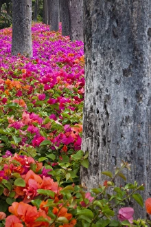 North America, USA, Hawaii, Maui. Colorful Bougainvillea on park grounds in Maui