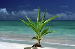 Shade Prints: North America, USA, Hawaii. Palm tree sprouting from coconut