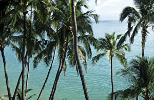 Elan Sunstar Prints: North America, USA, Hawaii. Palm trees and ocean view