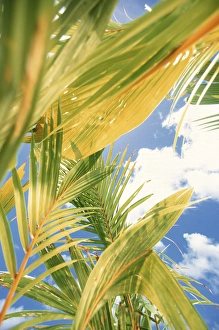 Elan Sunstar Prints: North America, USA, Hawaii. Palms