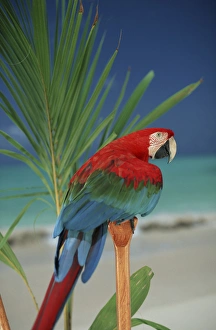 Macaw Prints: North America, USA, Hawaii. Parrot