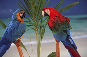 Macaw Prints: North America, USA, Hawaii. Parrots on palm