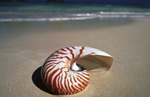 Sea Shell Prints: North America, USA, Hawaii. Sea shell