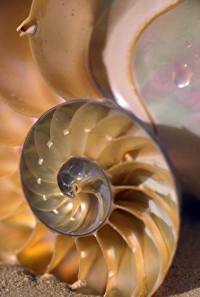 Sea Shell Prints: North America, USA, Hawaii. Sea shell details