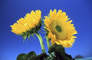 Elan Sunstar Prints: North America, USA, Hawaii. Sun flowers