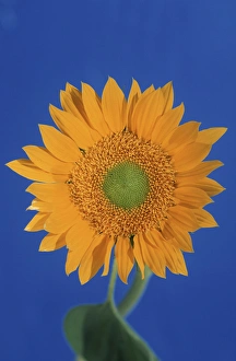 Elan Sunstar Prints: North America, USA, Hawaii. Sunflower detail