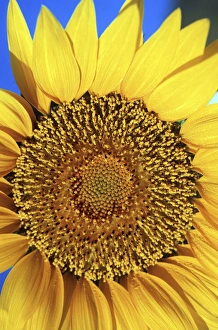 Elan Sunstar Prints: North America, USA, Hawaii. Sunflower details