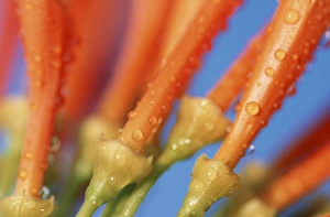 Images Dated 4th March 2008: North America, USA, Hawaii. Tropical flower detail