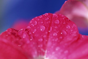 Images Dated 4th March 2008: North America, USA, Hawaii. Tropical flower detail