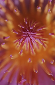 Images Dated 4th March 2008: North America, USA, Hawaii. Tropical flower detail