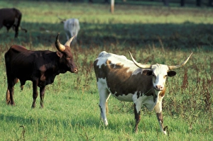 Images Dated 1st September 2009: North America, USA, Idaho. Cattle