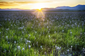 Copy Space Prints: North America; USA; Idaho; Fairfield; Camas Prairie; Sunset in the Camas Prairie