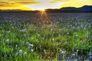 Idaho Prints: North America; USA; Idaho; Fairfield; Camas Prairie; Sunset in the Camas Prairie