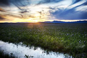 North America; USA; Idaho; Fairfield; Camas Prairie; Sunset in the Camas Prairie