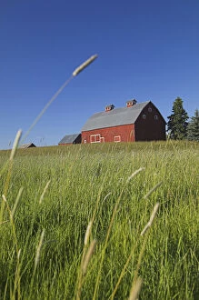 North America, USA, Idaho, Old Red Barn With Spring Green Field