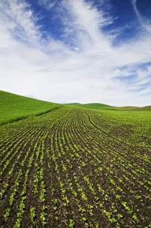 Images Dated 18th May 2005: North America, USA, Idaho, Palouse Country, Spring Field of Peas and Wheat Running through