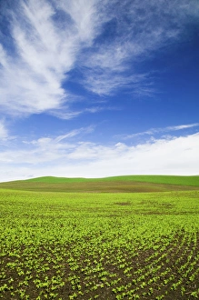Images Dated 18th May 2005: North America, USA, Idaho, Palouse Country, Spring Field of Peas and Wheat Running through