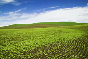 Images Dated 18th May 2005: North America, USA, Idaho, Palouse Country, Spring Field of Peas and Wheat Running through