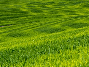 Idaho Prints: North America; USA; Idaho; Palouse Country; Rolling Green Hills of Spring Wheat