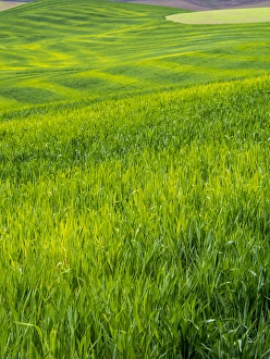 Idaho Prints: North America; USA; Idaho; Palouse Country; Rolling Green Hills of Spring Wheat