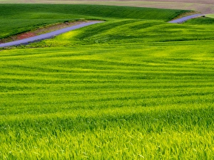 Idaho Prints: North America; USA; Idaho; Palouse Country; Rolling Green Hills of Spring Wheat With